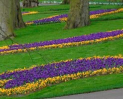 Crocus 'Flower Record' -Beauty Flowers Shop crocus flower record 4