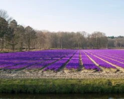 Crocus 'Flower Record' -Beauty Flowers Shop crocus flower record 5