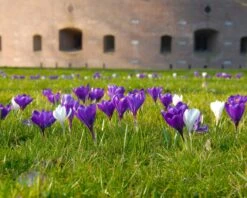 Crocus 'Flower Record' -Beauty Flowers Shop crocus flower record 6