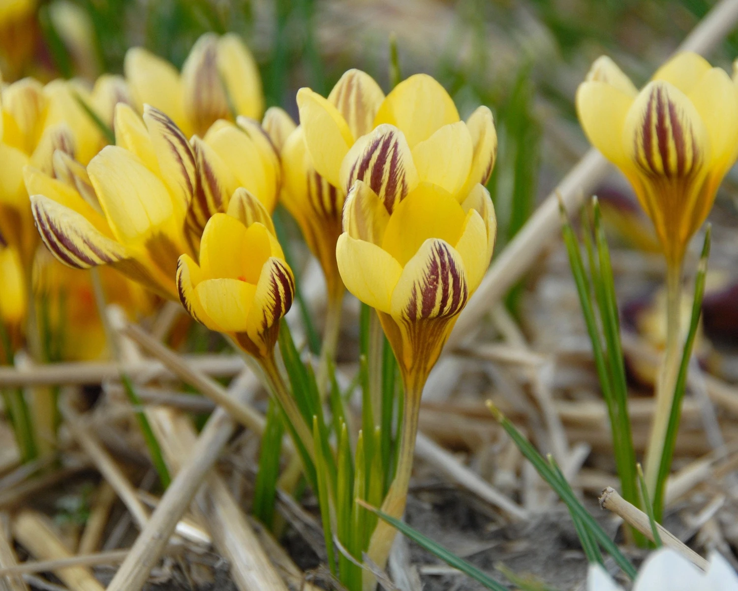 Crocus 'Gipsy Girl' 4 Crocus 'Gipsy Girl' - Image 2