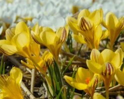 Crocus 'Gipsy Girl' 14 Crocus 'Gipsy Girl' -Beauty Flowers Shop crocus gipsy girl 3