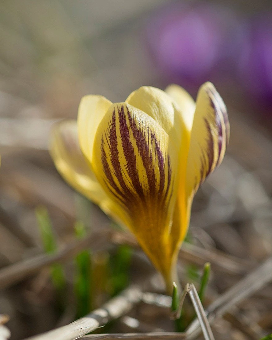 Crocus 'Gipsy Girl' 7 Crocus 'Gipsy Girl' - Image 5