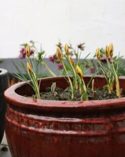 Crocus 'Gipsy Girl' 12 Crocus 'Gipsy Girl' -Beauty Flowers Shop crocus gipsy girl 5