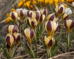 Crocus 'Herald' 16 Crocus 'Herald' -Beauty Flowers Shop crocus herald 1