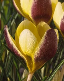 Crocus 'Herald' 15 Crocus 'Herald' -Beauty Flowers Shop crocus herald 10
