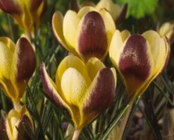Crocus 'Herald' 17 Crocus 'Herald' -Beauty Flowers Shop crocus herald 11