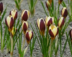 Crocus 'Herald' 18 Crocus 'Herald' -Beauty Flowers Shop crocus herald 3