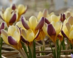 Crocus 'Herald' 19 Crocus 'Herald' -Beauty Flowers Shop crocus herald 4