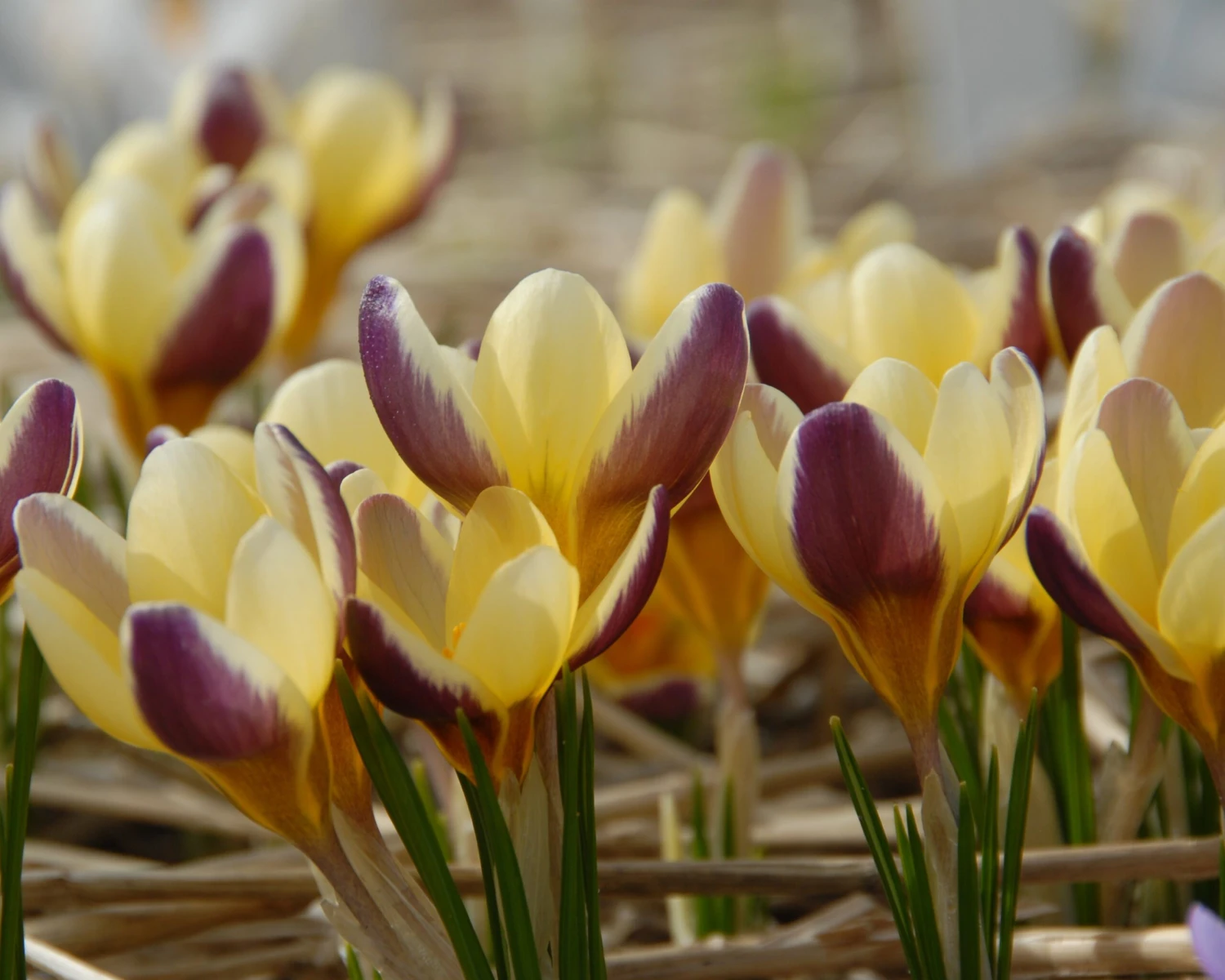 Crocus 'Herald' 9 Crocus 'Herald' - Image 7