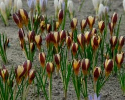 Crocus 'Herald' 20 Crocus 'Herald' -Beauty Flowers Shop crocus herald 5