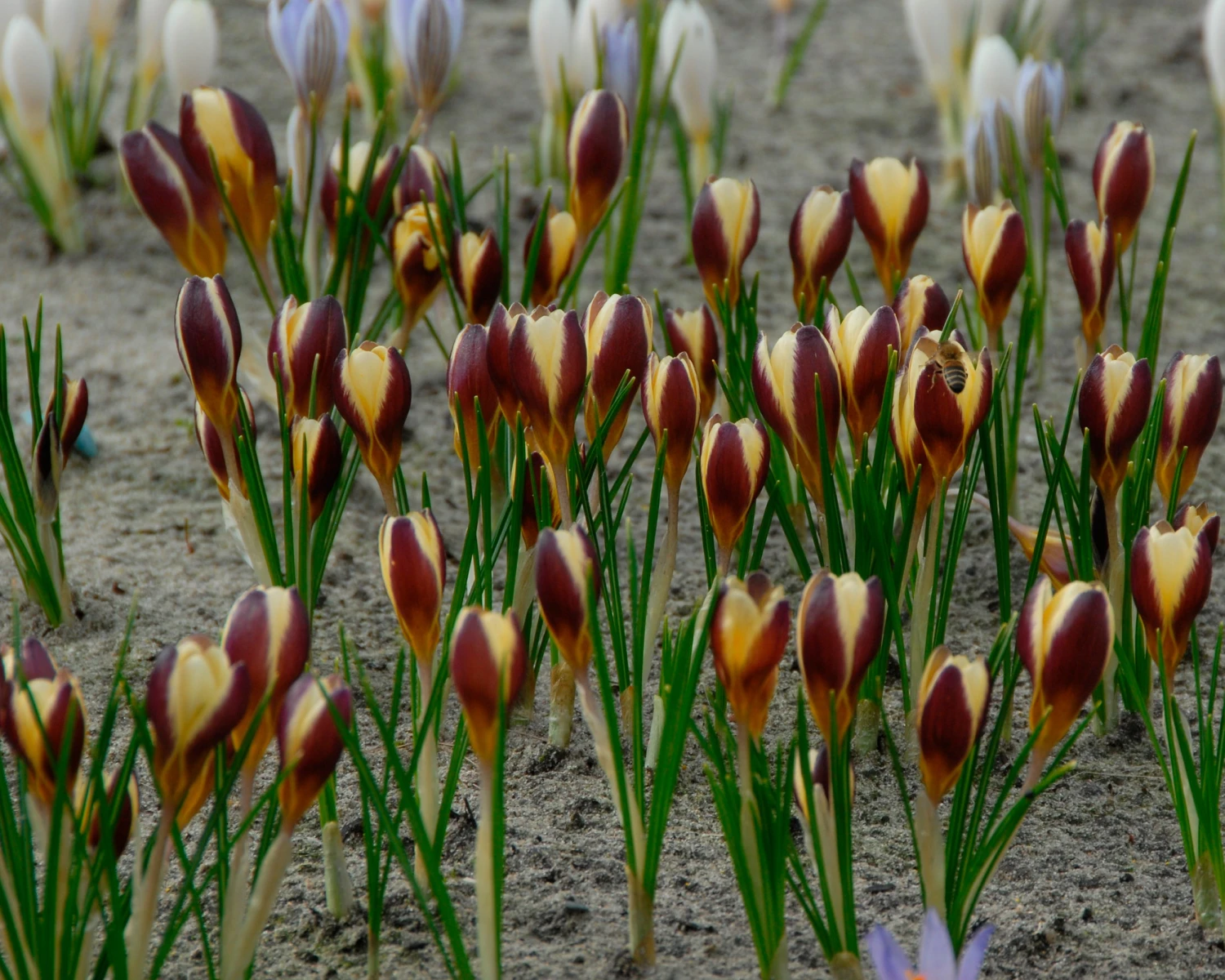 Crocus 'Herald' 10 Crocus 'Herald' - Image 8