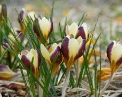 Crocus 'Herald' 21 Crocus 'Herald' -Beauty Flowers Shop crocus herald 6