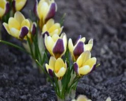 Crocus 'Herald' 23 Crocus 'Herald' -Beauty Flowers Shop crocus herald 8