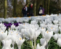 Crocus 'Jeanne D'Arc' 19 Crocus 'Jeanne D'Arc' -Beauty Flowers Shop crocus jeanne darc 10