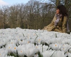 Crocus 'Jeanne D'Arc' 24 Crocus 'Jeanne D'Arc' -Beauty Flowers Shop crocus jeanne darc 13