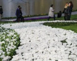 Crocus 'Jeanne D'Arc' 16 Crocus 'Jeanne D'Arc' -Beauty Flowers Shop crocus jeanne darc 14