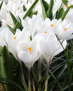 Crocus 'Jeanne D'Arc' 17 Crocus 'Jeanne D'Arc' -Beauty Flowers Shop crocus jeanne darc 1 137877d6 413d 4809 b9f8 ab5688923f5d