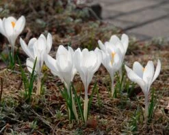 Crocus 'Jeanne D'Arc' 20 Crocus 'Jeanne D'Arc' -Beauty Flowers Shop crocus jeanne darc 2