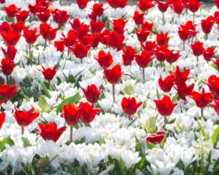 Crocus 'Jeanne D'Arc' 18 Crocus 'Jeanne D'Arc' -Beauty Flowers Shop crocus jeanne darc 3