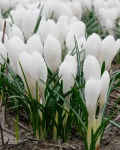 Crocus 'Jeanne D'Arc' 25 Crocus 'Jeanne D'Arc' -Beauty Flowers Shop crocus jeanne darc 4