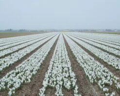 Crocus 'Jeanne D'Arc' 21 Crocus 'Jeanne D'Arc' -Beauty Flowers Shop crocus jeanne darc 5