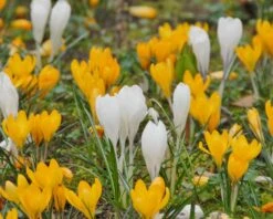 Crocus 'Jeanne D'Arc' 22 Crocus 'Jeanne D'Arc' -Beauty Flowers Shop crocus jeanne darc 6