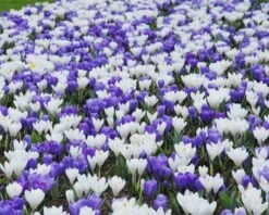 Crocus 'Jeanne D'Arc' 23 Crocus 'Jeanne D'Arc' -Beauty Flowers Shop crocus jeanne darc 7
