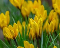 Crocus Korolkowii 9 Crocus Korolkowii -Beauty Flowers Shop crocus korolkowii 2