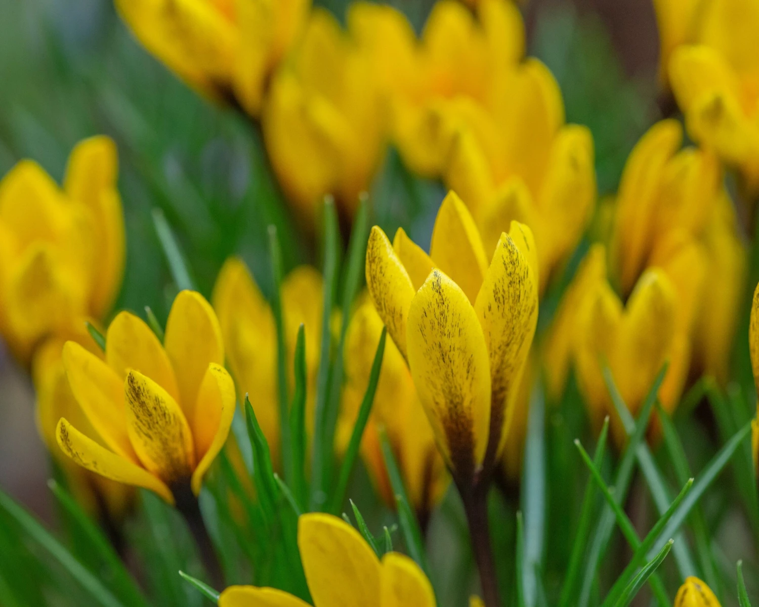 Crocus Korolkowii 5 Crocus Korolkowii - Image 3