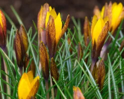 Crocus Korolkowii 10 Crocus Korolkowii -Beauty Flowers Shop crocus korolkowii 4