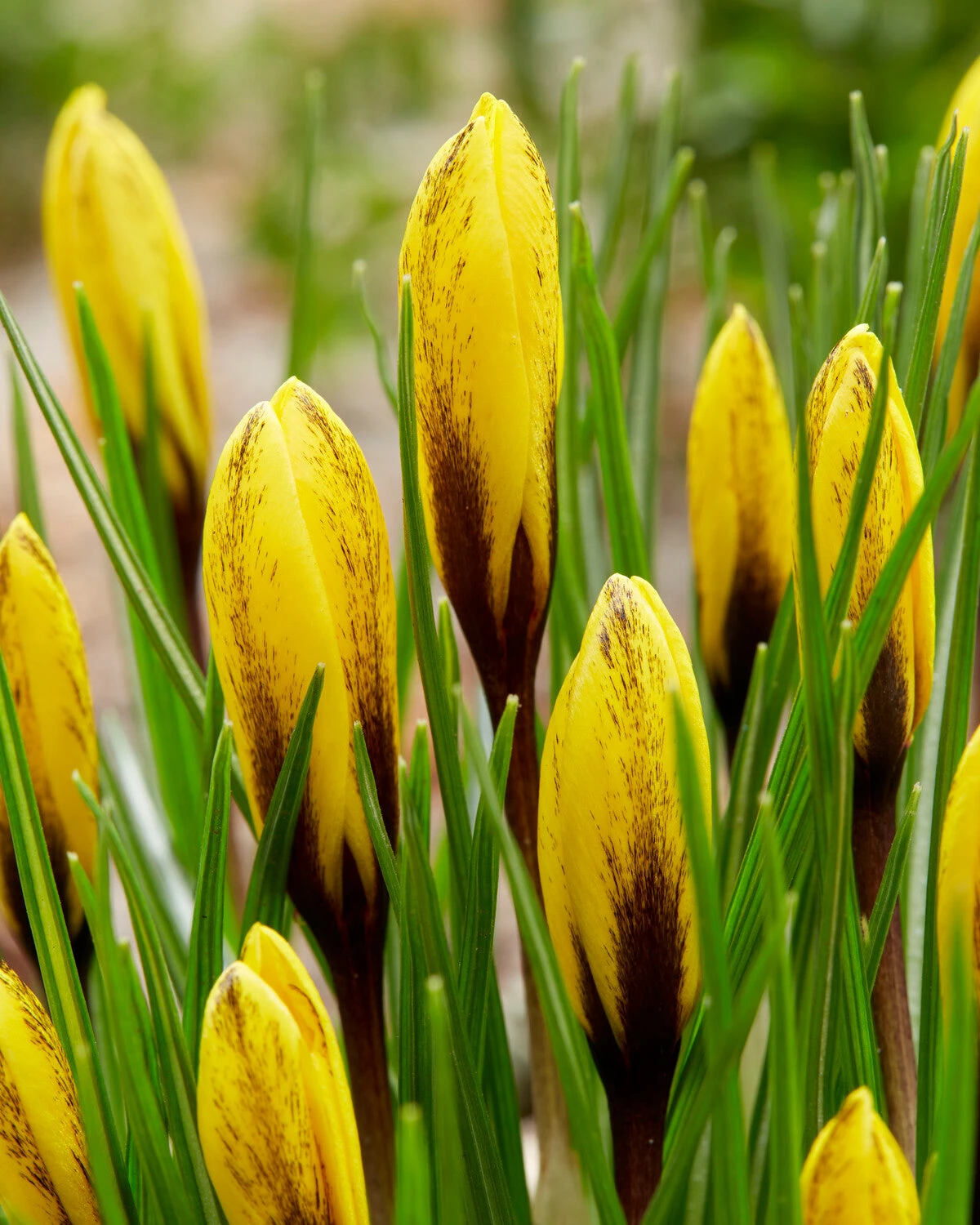 Crocus Korolkowii 7 Crocus Korolkowii - Image 5