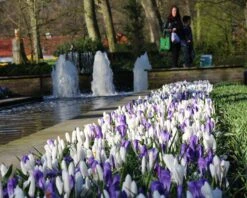 Crocus Collection 'Match Of The Day' 10 Crocus Collection 'Match Of The Day' -Beauty Flowers Shop crocus match of day 1