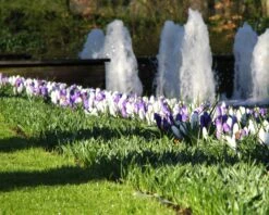 Crocus Collection 'Match Of The Day' 12 Crocus Collection 'Match Of The Day' -Beauty Flowers Shop crocus match of day 2