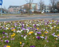 Crocus 'Mixed Colours' 15 Crocus 'Mixed Colours' -Beauty Flowers Shop crocus mixed 2