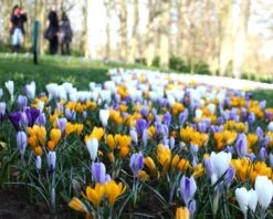 Crocus 'Mixed Colours' 14 Crocus 'Mixed Colours' -Beauty Flowers Shop crocus mixed 3 02ab09ca 596a 421d 88bc a524bc9e66aa