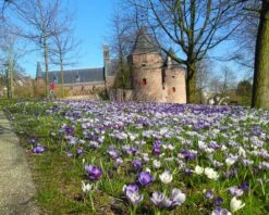 Crocus 'Mixed Colours' 17 Crocus 'Mixed Colours' -Beauty Flowers Shop crocus mixed 4