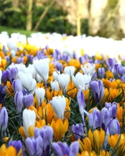 Crocus 'Mixed Colours' 13 Crocus 'Mixed Colours' -Beauty Flowers Shop crocus mixed 4 f1e04e7d 8de5 4444 80fc 3a934873351b