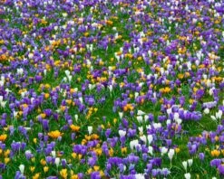 Crocus 'Mixed Colours' 18 Crocus 'Mixed Colours' -Beauty Flowers Shop crocus mixed 5