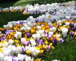 Crocus 'Mixed Colours' 19 Crocus 'Mixed Colours' -Beauty Flowers Shop crocus mixed 6