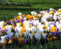 Crocus 'Mixed Colours' 16 Crocus 'Mixed Colours' -Beauty Flowers Shop crocus mixed 7