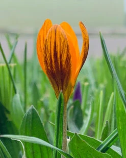 Crocus 'Orange Monarch' 14 Crocus 'Orange Monarch' -Beauty Flowers Shop crocus orange monarch 0
