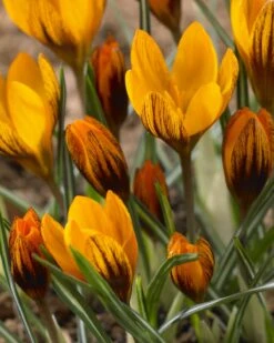 Featured Products 17 Crocus 'Orange Monarch'