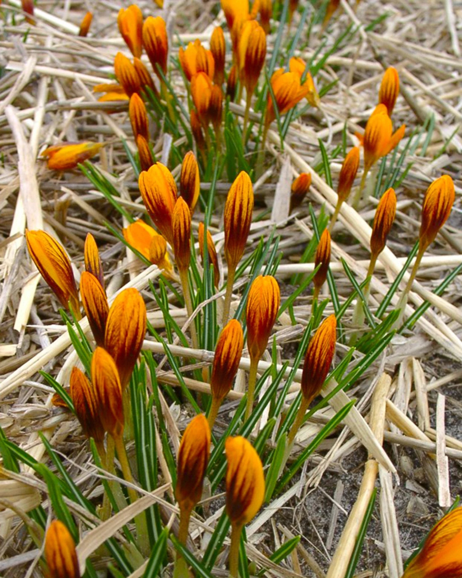 Crocus 'Orange Monarch' 9 Crocus 'Orange Monarch' - Image 8