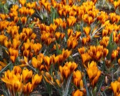 Crocus 'Orange Monarch' 13 Crocus 'Orange Monarch' -Beauty Flowers Shop crocus orange monarch 2