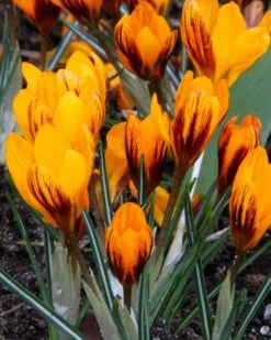 Crocus 'Orange Monarch' 16 Crocus 'Orange Monarch' -Beauty Flowers Shop crocus orange monarch 3