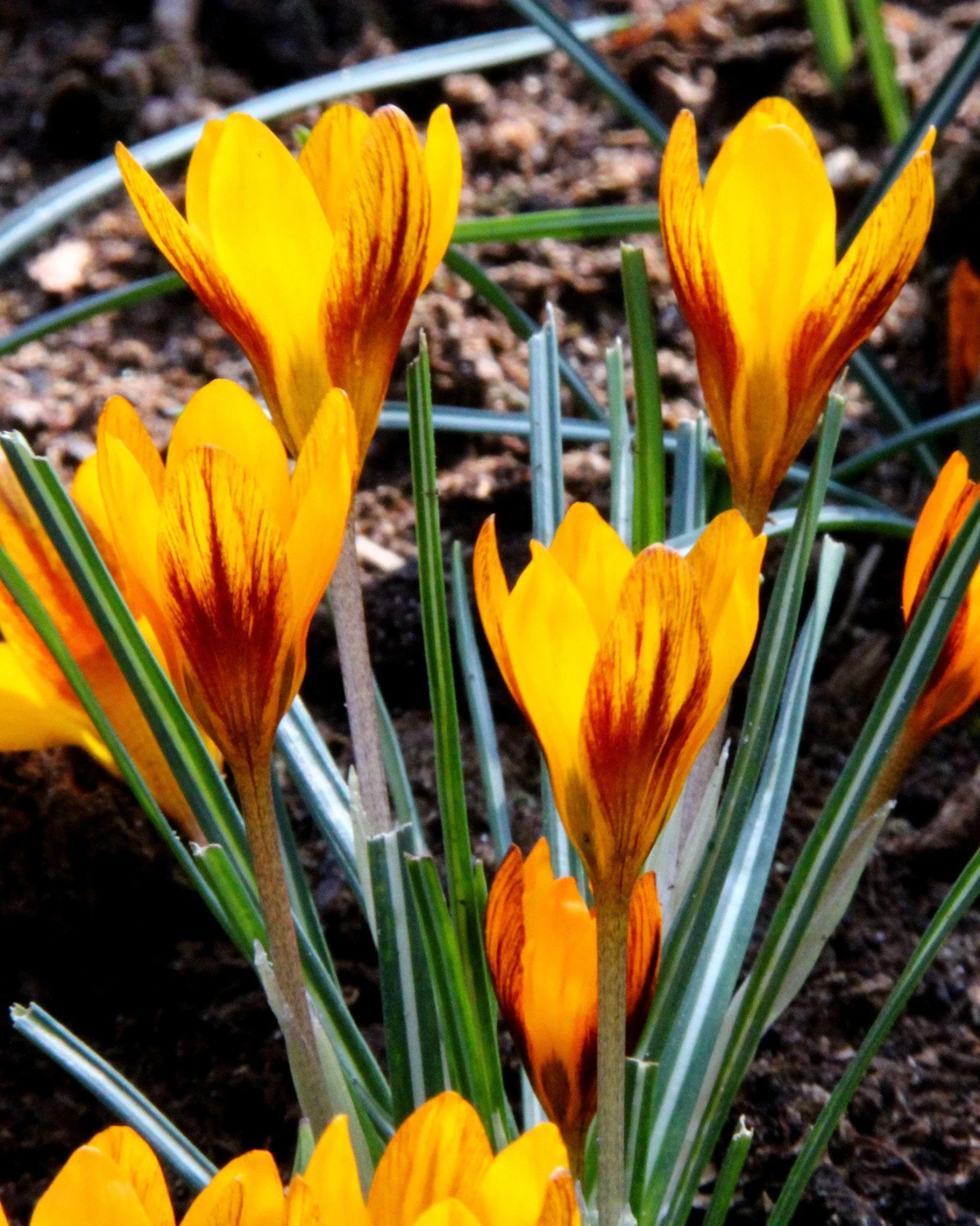 Crocus 'Orange Monarch' 10 Crocus 'Orange Monarch' - Image 9