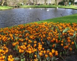 Crocus 'Orange Monarch' 12 Crocus 'Orange Monarch' -Beauty Flowers Shop crocus orange monarch 5