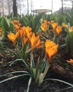 Crocus 'Orange Monarch' 15 Crocus 'Orange Monarch' -Beauty Flowers Shop crocus orange monarch 6