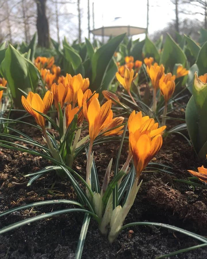 Crocus 'Orange Monarch' 7 Crocus 'Orange Monarch' - Image 6