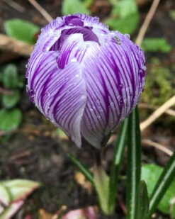 Crocus 'Pickwick' -Beauty Flowers Shop crocus pickwick 0